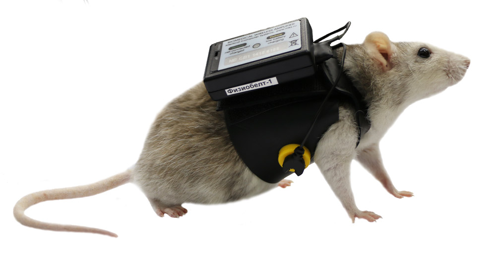 Hardware-software complex Physobelt is developed for wireless recording of ECG animals: rodents, dogs, rabbits